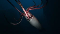 Sony Computer Entertainment Aquanaut's Holiday New