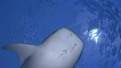 Sony Computer Entertainment Aquanaut's Holiday New