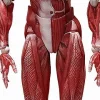 FREEing Figma #SP-142 - The Table Museum - Human Body Model