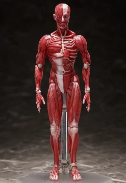 FREEing Figma #SP-142 - The Table Museum - Human Body Model