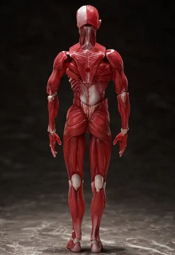 FREEing Figma #SP-142 - The Table Museum - Human Body Model