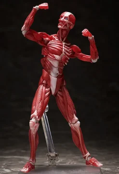 FREEing Figma #SP-142 - The Table Museum - Human Body Model