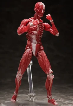 FREEing Figma #SP-142 - The Table Museum - Human Body Model